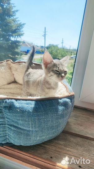 Котенок девочка