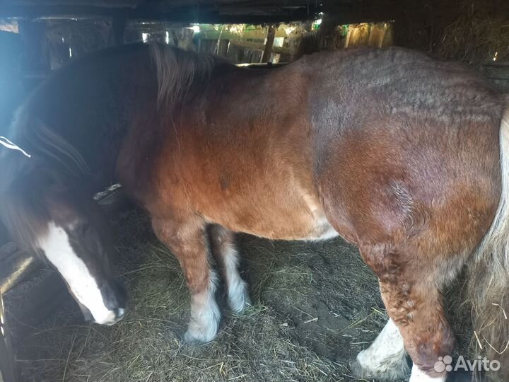 Быки лошадь