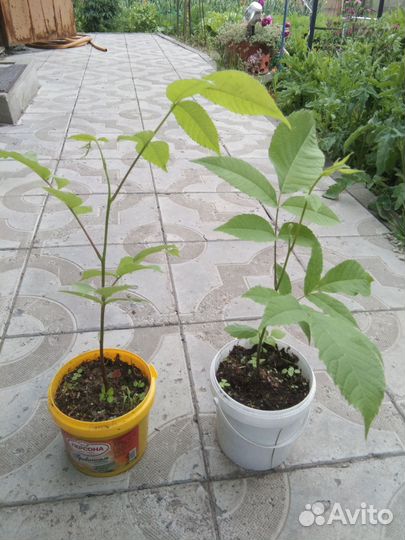 Манчжурский орех