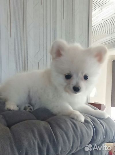 Немецкий шпиц девочка