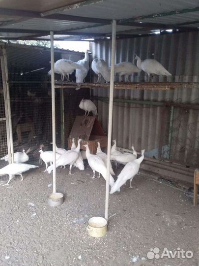 Павлины разных пород