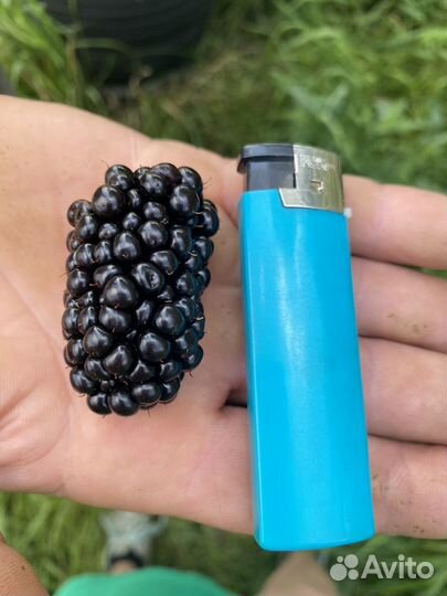 Ежевика Малина Ежемалина Тибетская Жимолость Вишня