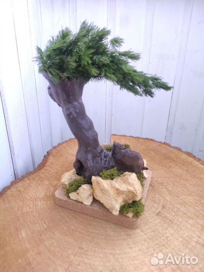 Бонсаи из стабилизированного мха