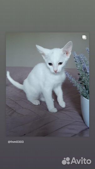 В добрые ручки