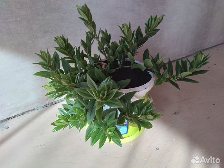 Колумнея, комнатный цветок