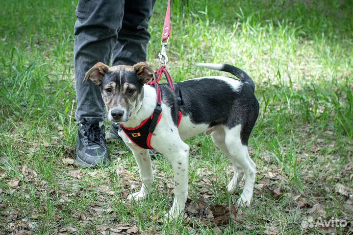 Щенок 6 месяцев ищет дом