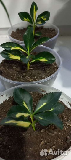 Бересклет японский вариегатный. Экстазе