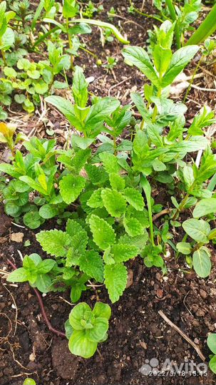 Мята, хоста,окопник, ландыши, папоротник