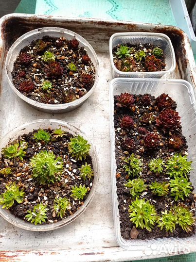 Каменный цветок