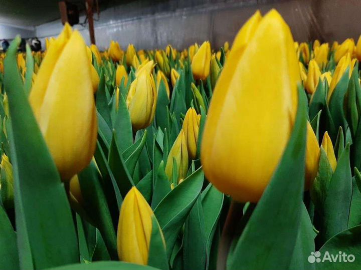 Тюльпаны опт 8 марта