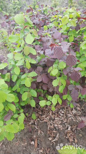 Лещина краснолистная