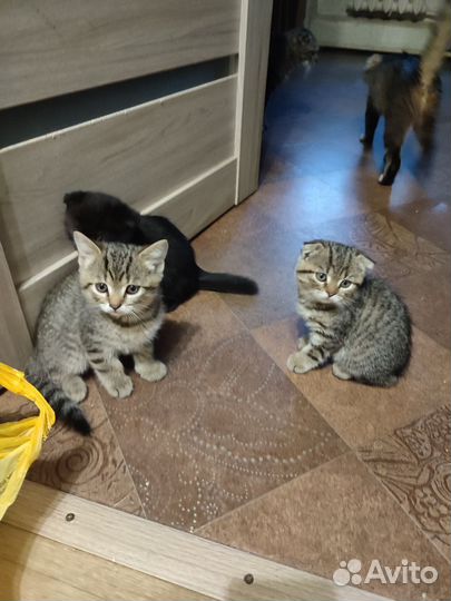 Шотландские котята
