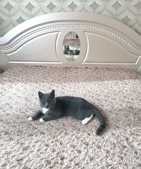 Кот в очень добрые руки )