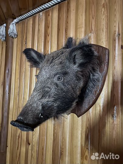 Продается чучело кабана