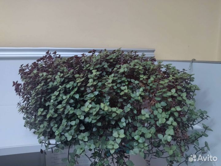 Каллизия ползучая