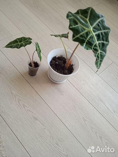 Алоказия Полли, хавортия, крассула перфората