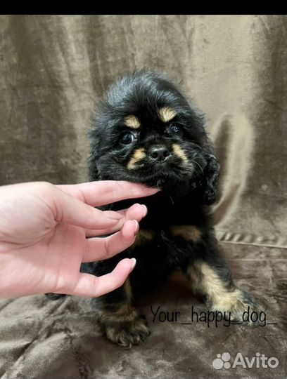 Ам. Кокер Спаниель