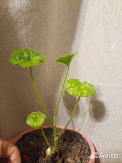 Пеларгония