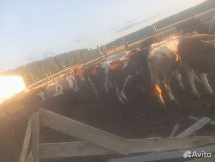 Быки живым весом