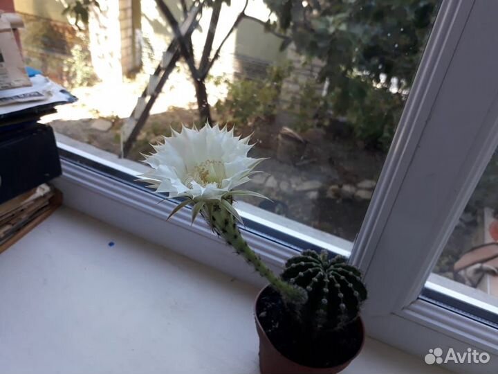 Кактус