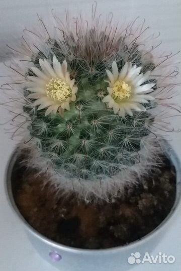 Кактус цветущий