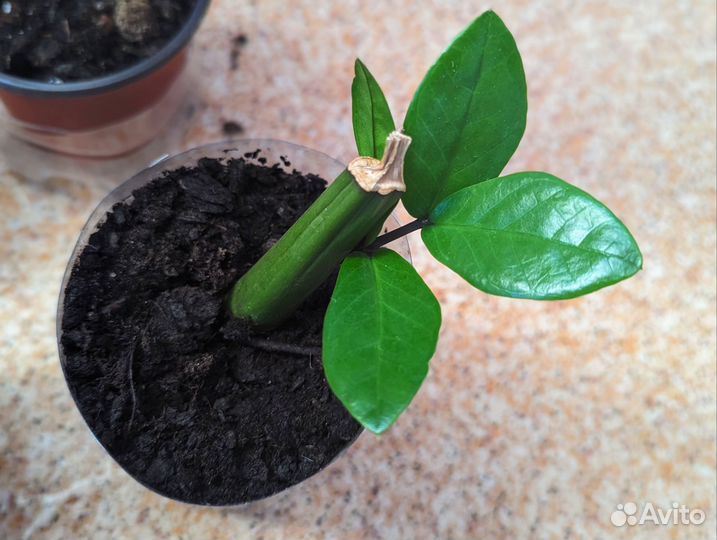 Замиокулькас