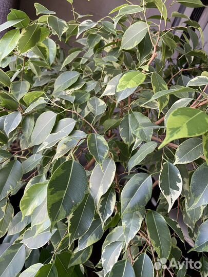 Фикус бенджамина