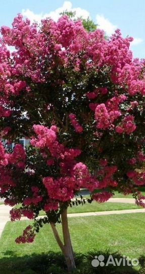 Лагерстремия(индийская сирень)