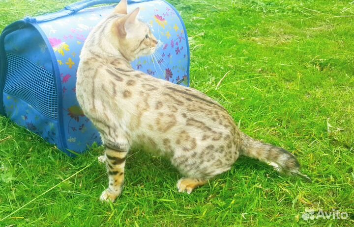 Бенгальская кошка