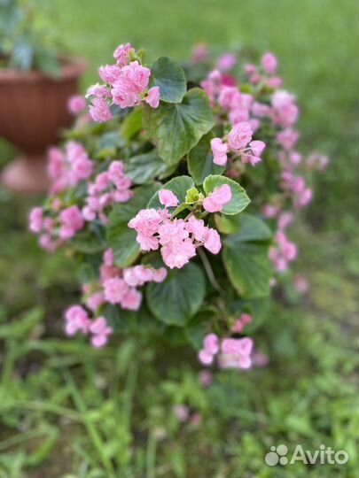 Бегония вечноцветущая