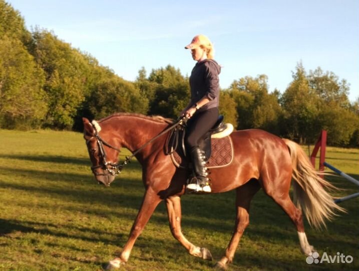 Орловский рысак