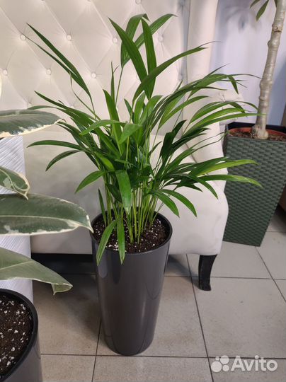 Пальма арека и фикус тинеке в кашпо