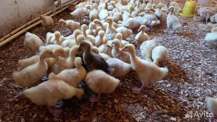 Подрощенные Гусята Линда оптом и в розницу