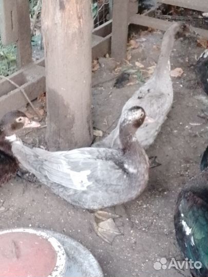 Молодые селезни и индоуточки, яйцо перепелиное на