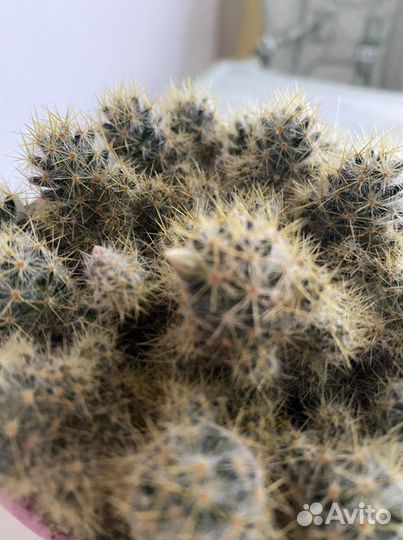 Кактус в кашпо