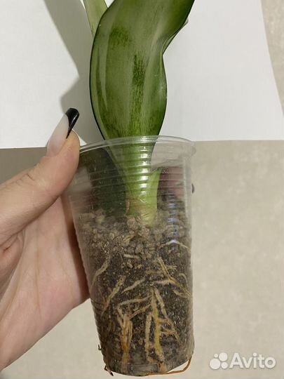 Сансевиерия муншайн сильвер ангел