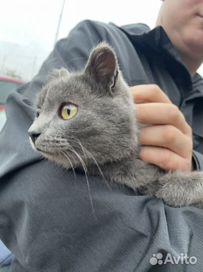 Кот молодой