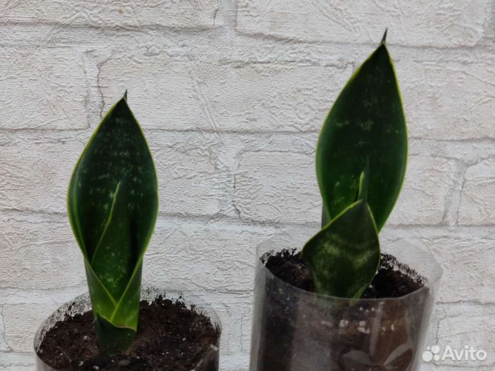 Сансевиерия