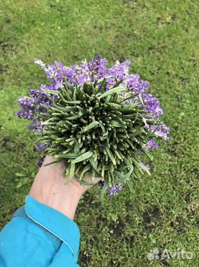 Букетики лаванды
