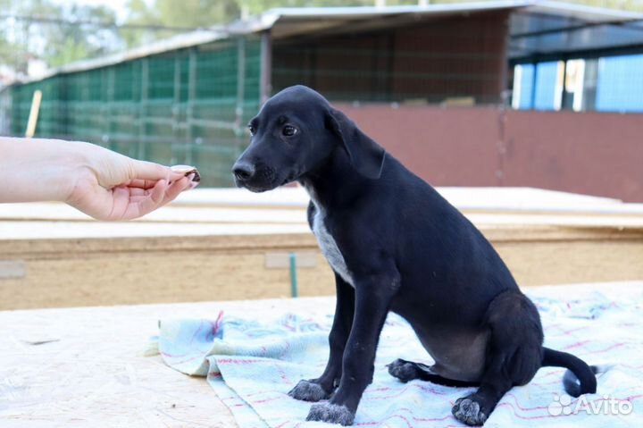 Хамер в дар