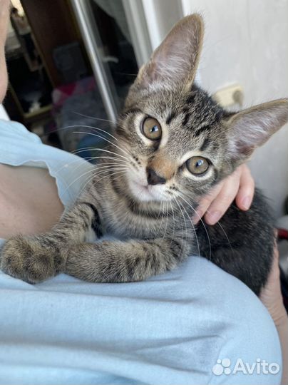 Котята в добрую семью