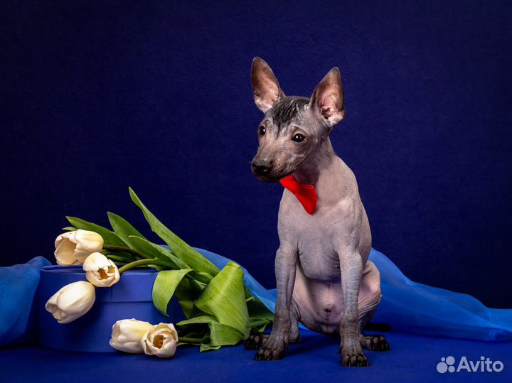 Продается щенок. Мальчик. Ксолоицкуинтли . Мини