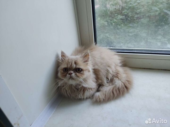 Котёнок перс 6-7мес