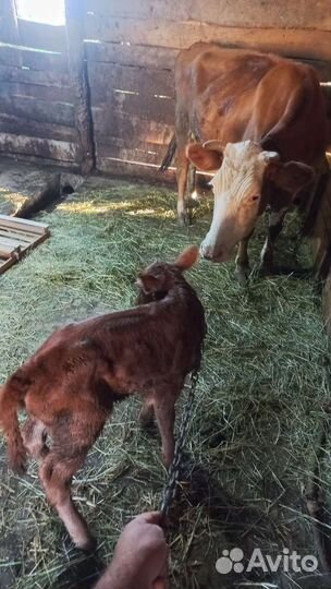 Корова и бычок