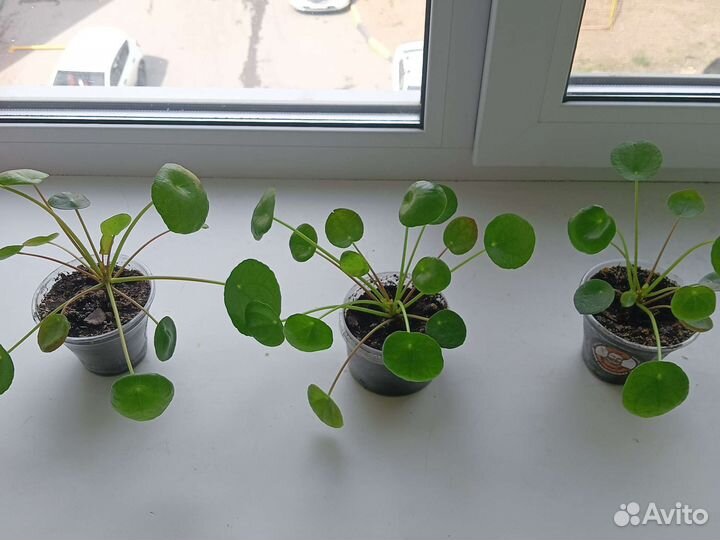 Пилея,Трандексация рео