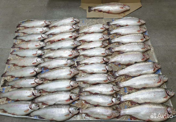 Форель холодно и горячего копчения