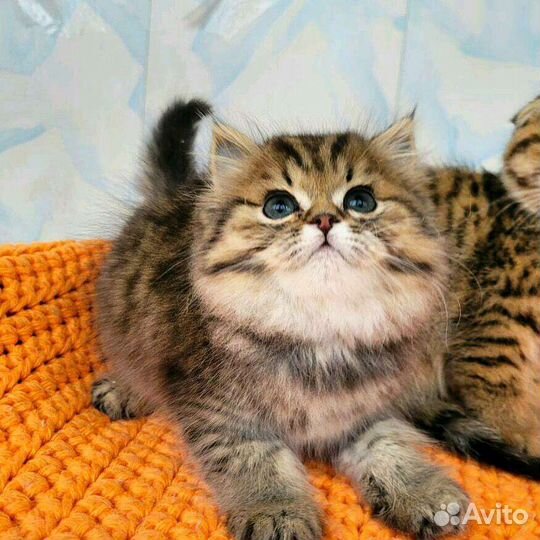 Шотландские Плюшевые котята Няшки-Милашки