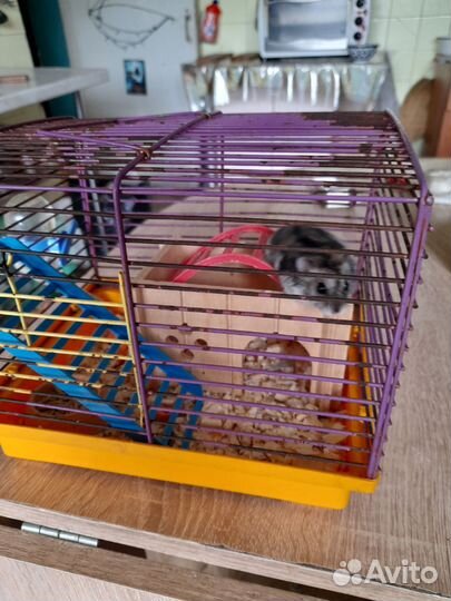 Джунгарский хомяк с клеткой