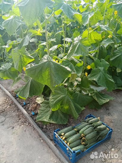 Свежие домашние с грядки