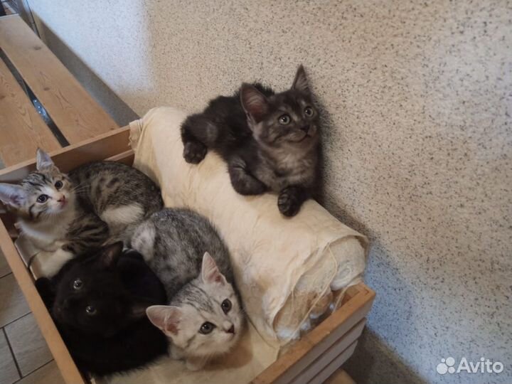 Котята в добрые руки